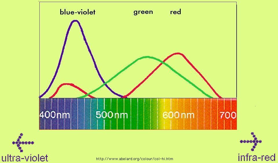 The blue-violet cones are much more sensitive to blue light than violet.
